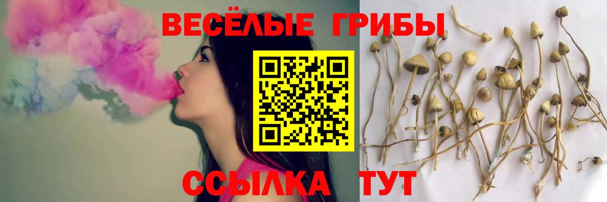Псилоцибиновые грибы Psilocybine cubensis Фурманов